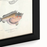 Vintage Animal Art: Deformed Hogfish Illustration Art Prints