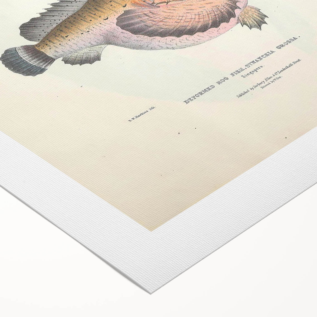 Vintage Animal Art: Deformed Hogfish Illustration Art Prints
