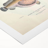 Vintage Animal Art: Deformed Hogfish Illustration Art Prints