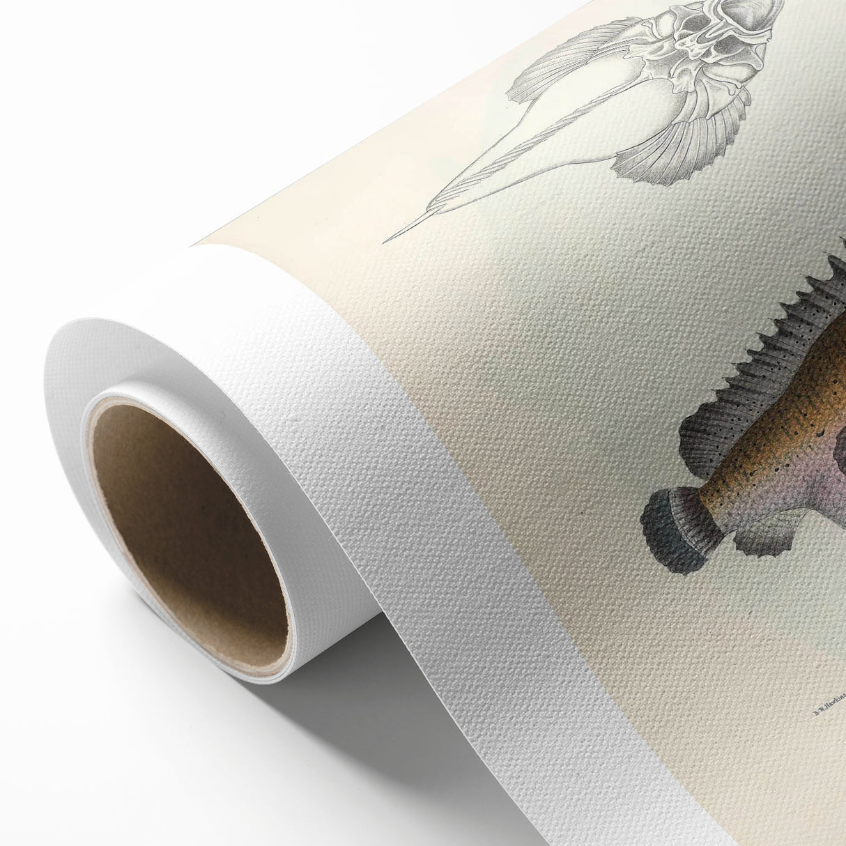 Vintage Animal Art: Deformed Hogfish Illustration Art Prints