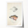 Vintage Animal Art: Deformed Hogfish Illustration Art Prints