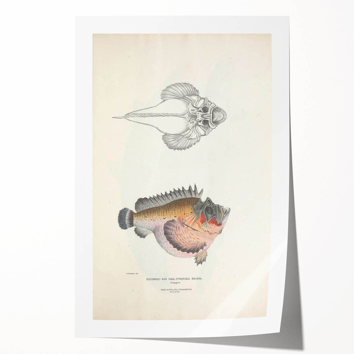 Vintage Animal Art: Deformed Hogfish Illustration Art Prints