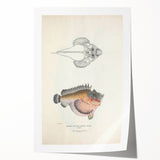 Vintage Animal Art: Deformed Hogfish Illustration Art Prints
