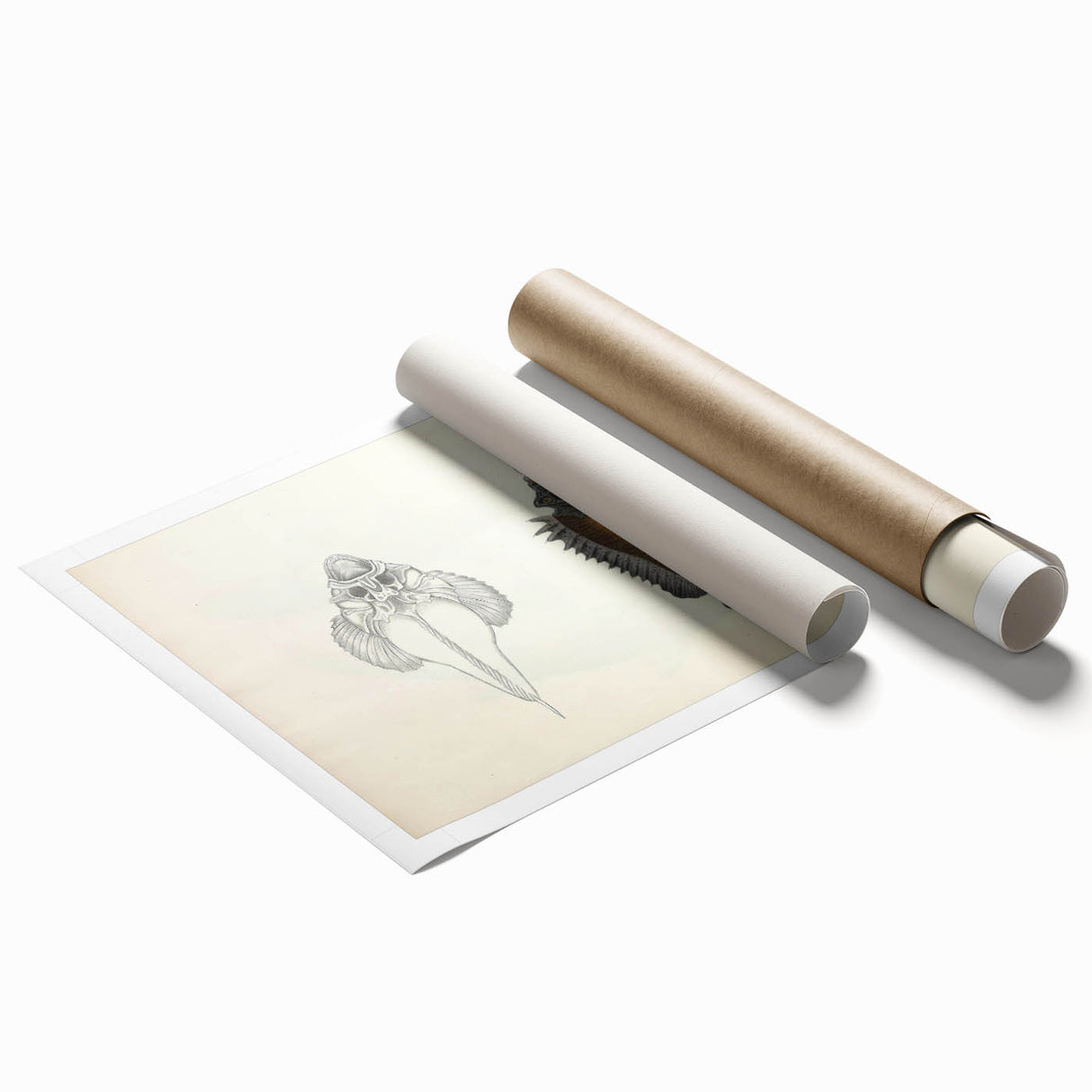 Vintage Animal Art: Deformed Hogfish Illustration Art Prints