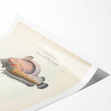 Vintage Animal Art: Deformed Hogfish Illustration Art Prints