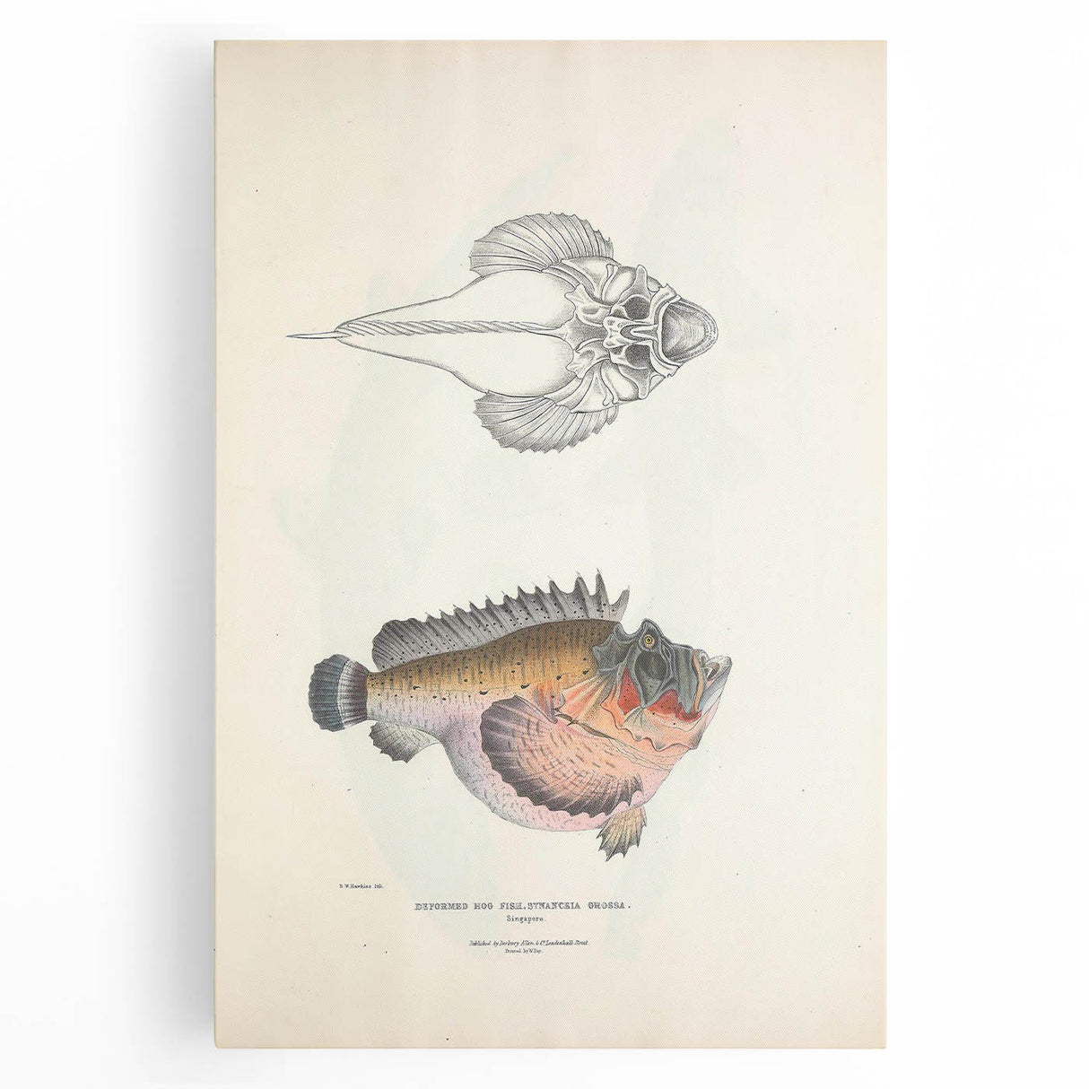 Vintage Animal Art: Deformed Hogfish Illustration Art Prints