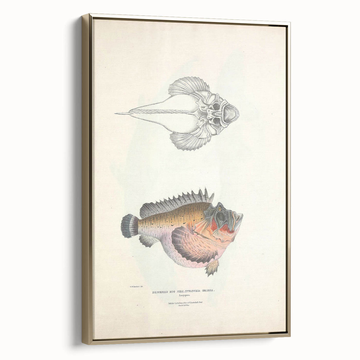 Vintage Animal Art: Deformed Hogfish Illustration Art Prints
