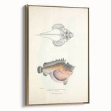Vintage Animal Art: Deformed Hogfish Illustration Art Prints