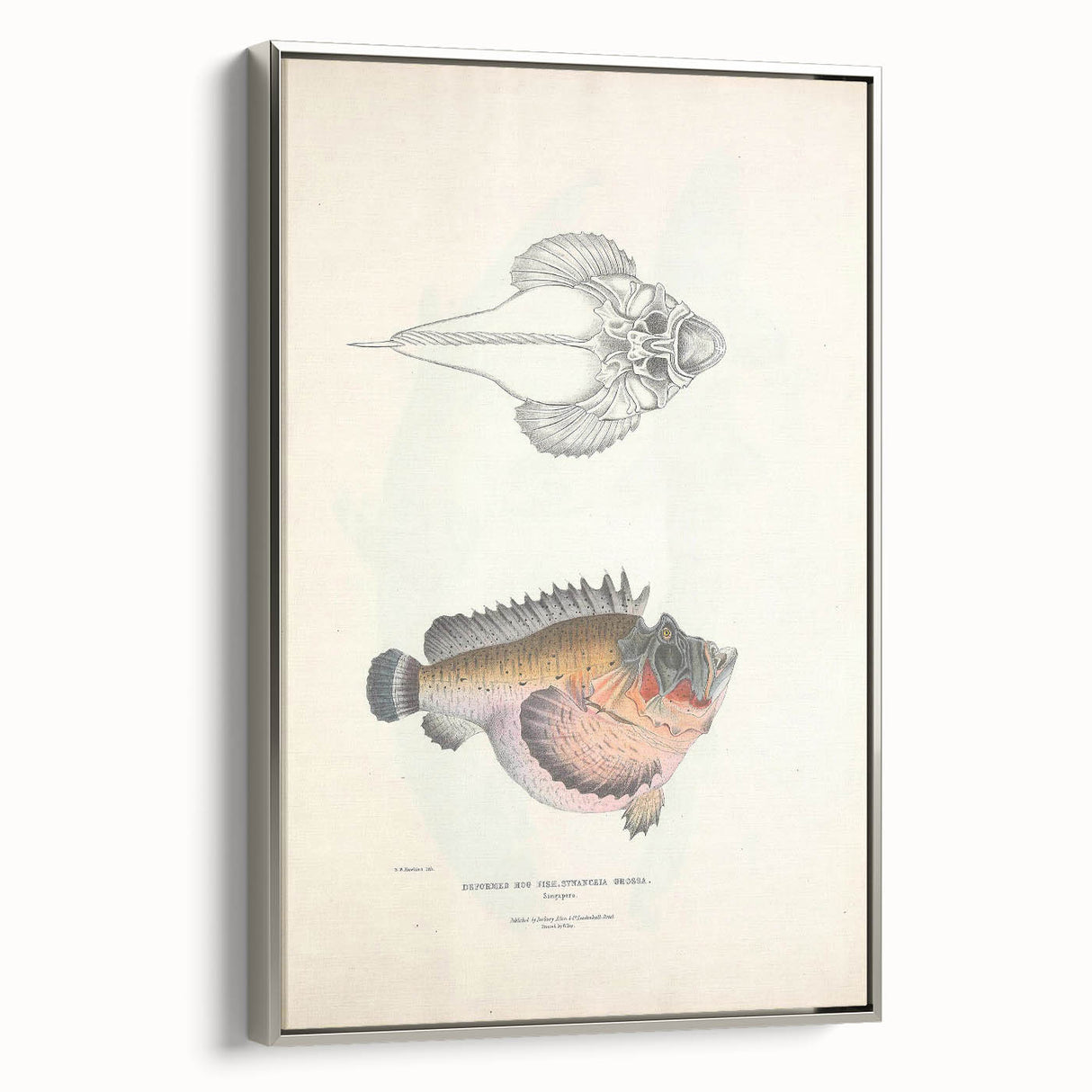Vintage Animal Art: Deformed Hogfish Illustration Art Prints