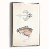 Vintage Animal Art: Deformed Hogfish Illustration Art Prints