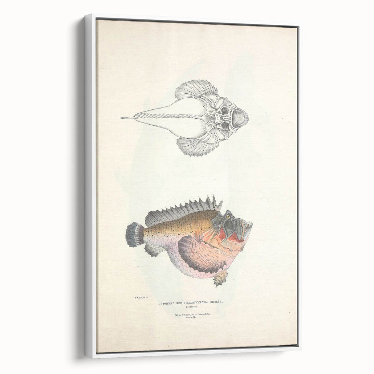 Vintage Animal Art: Deformed Hogfish Illustration Art Prints