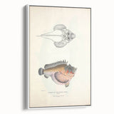 Vintage Animal Art: Deformed Hogfish Illustration Art Prints
