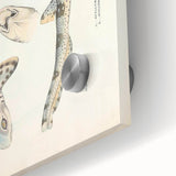 Vintage Animal Art: Spotted Shark Illustration Art Prints