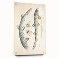 Vintage Animal Art: Spotted Shark Illustration Art Prints