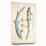 Vintage Animal Art: Spotted Shark Illustration Art Prints