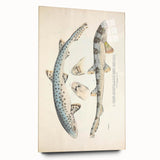 Vintage Animal Art: Spotted Shark Illustration Art Prints