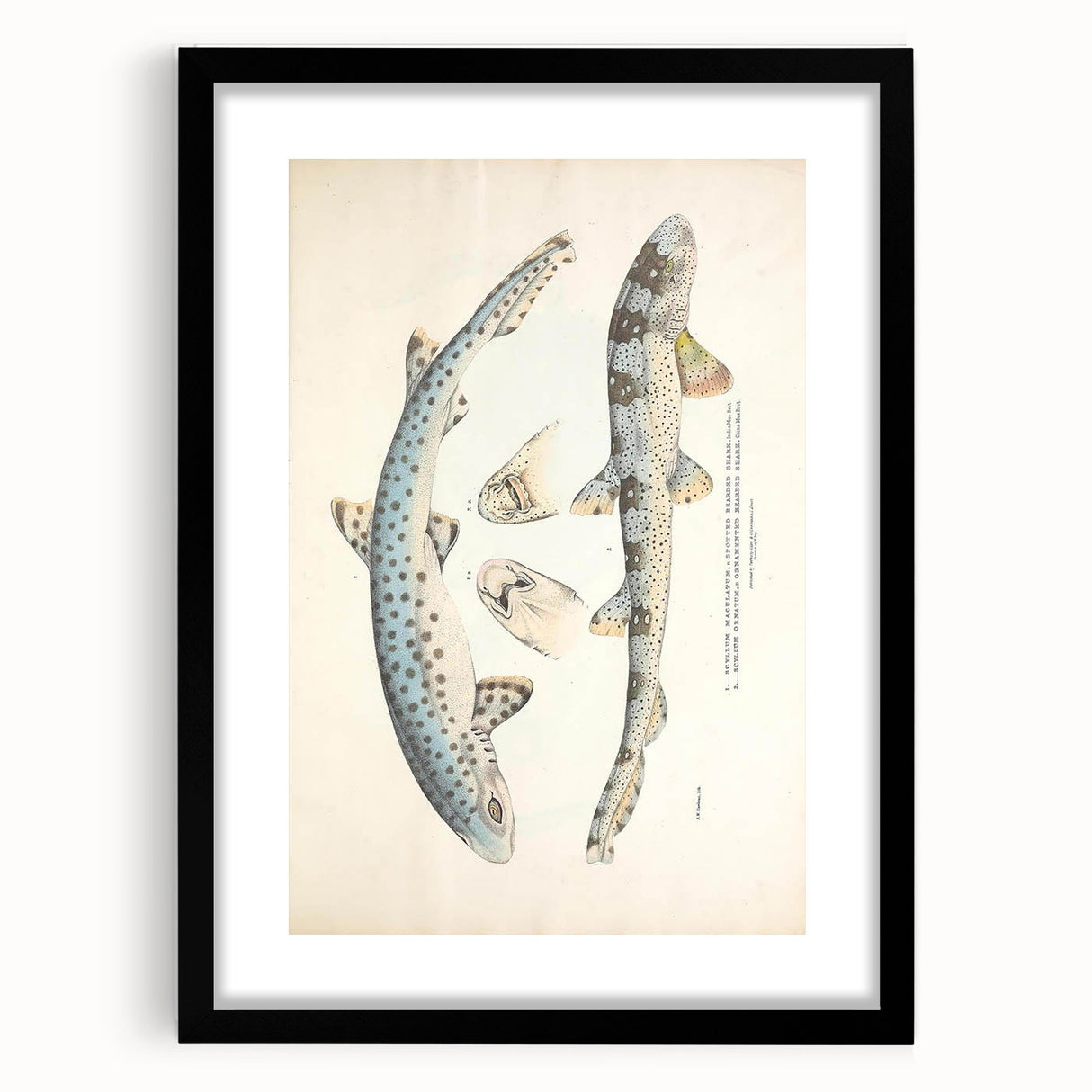 Vintage Animal Art: Spotted Shark Illustration Art Prints