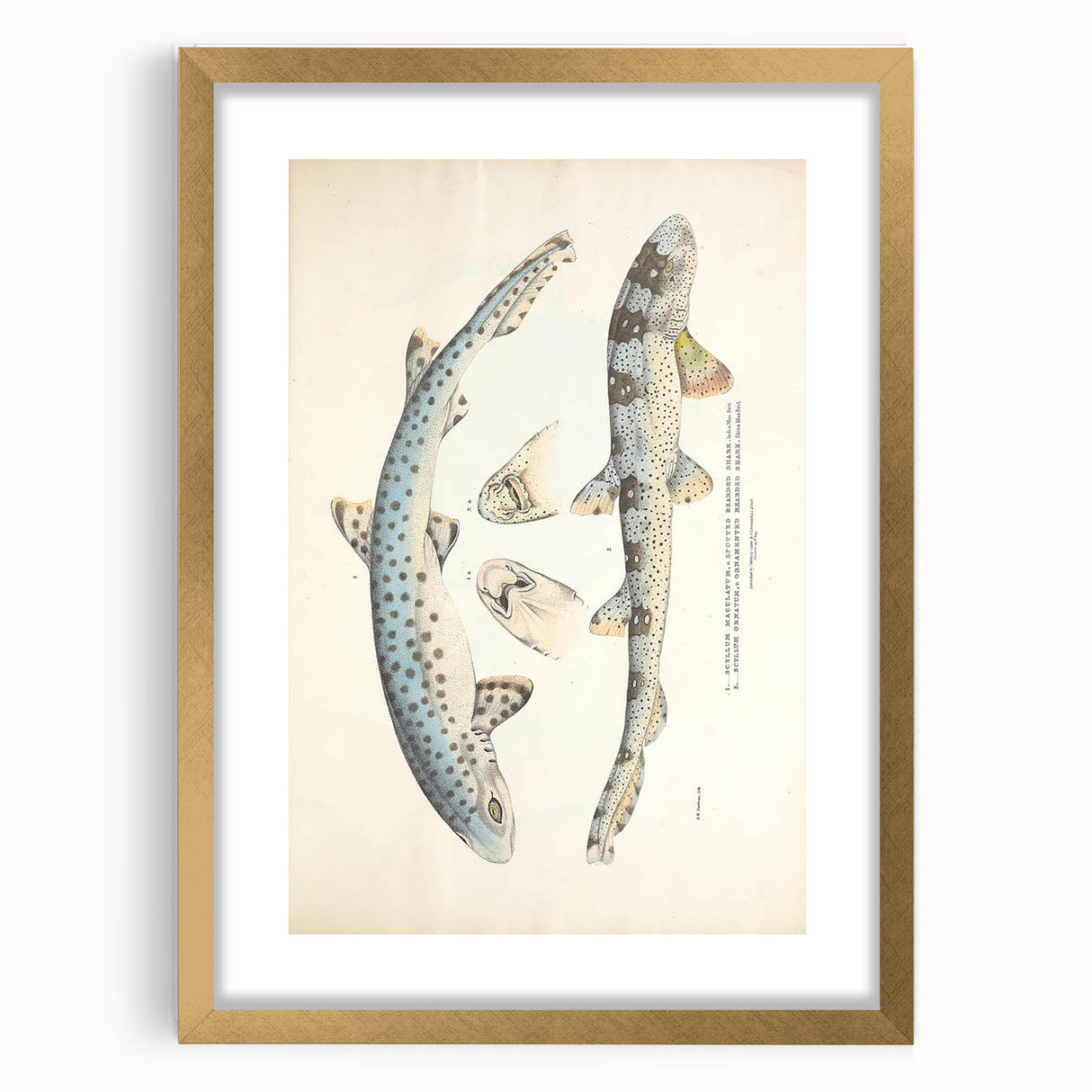 Vintage Animal Art: Spotted Shark Illustration Art Prints