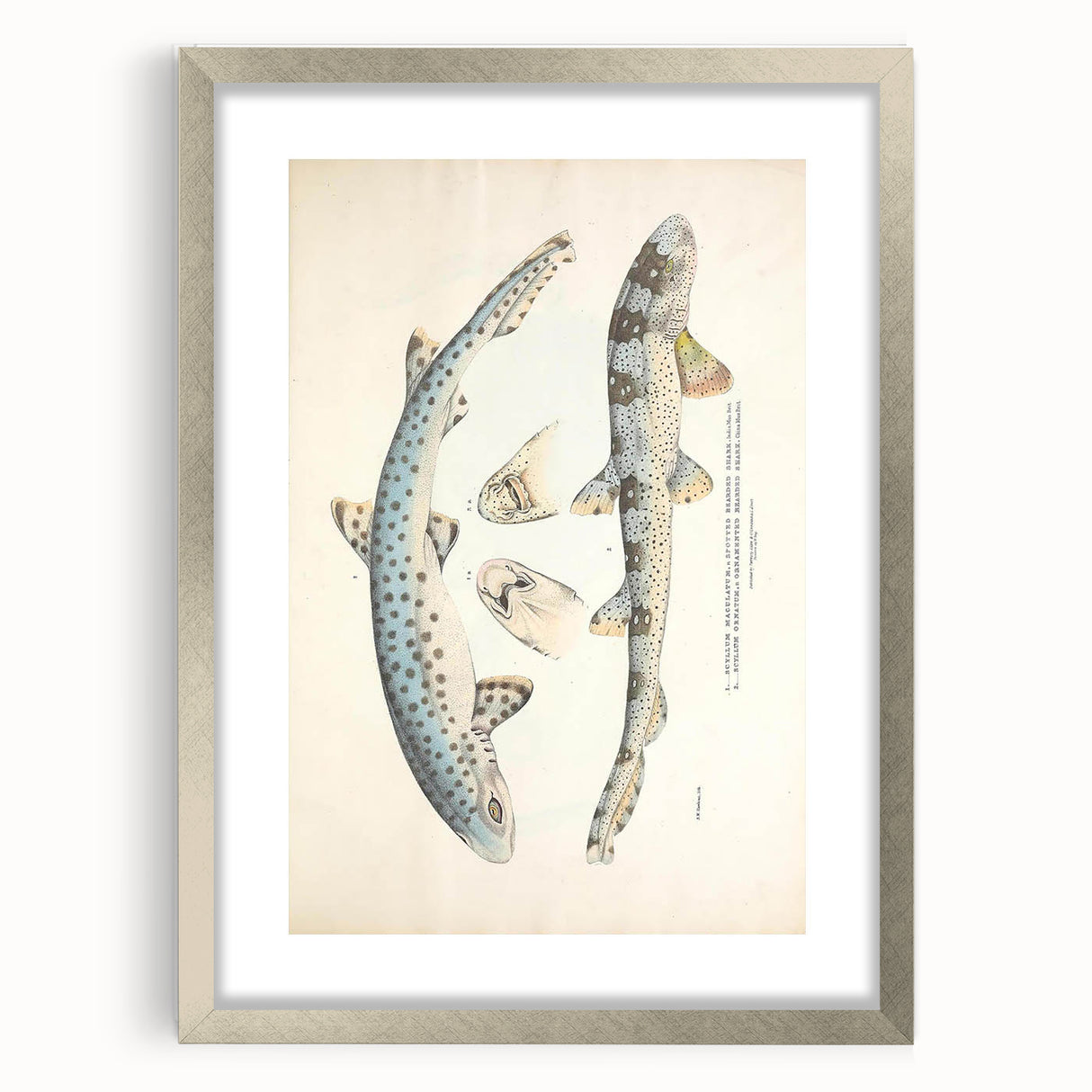 Vintage Animal Art: Spotted Shark Illustration Art Prints