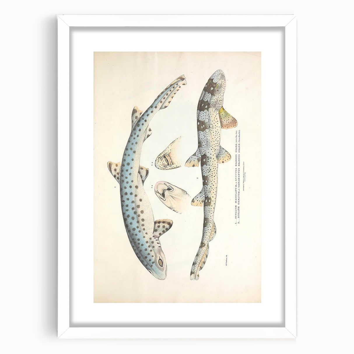 Vintage Animal Art: Spotted Shark Illustration Art Prints