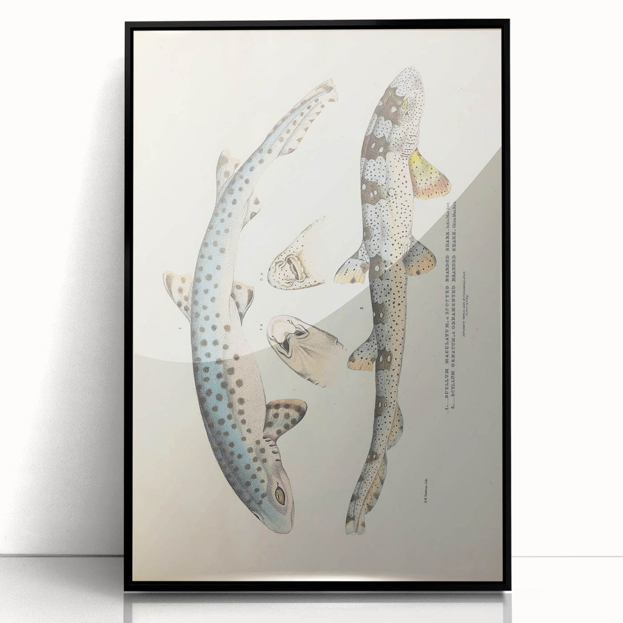 Vintage Animal Art: Spotted Shark Illustration Art Prints
