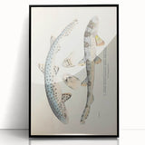 Vintage Animal Art: Spotted Shark Illustration Art Prints