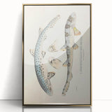 Vintage Animal Art: Spotted Shark Illustration Art Prints