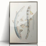 Vintage Animal Art: Spotted Shark Illustration Art Prints