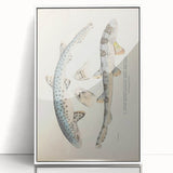 Vintage Animal Art: Spotted Shark Illustration Art Prints