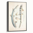 Vintage Animal Art: Spotted Shark Illustration Art Prints