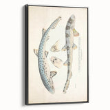 Vintage Animal Art: Spotted Shark Illustration Art Prints