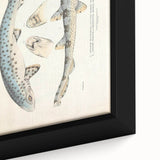 Vintage Animal Art: Spotted Shark Illustration Art Prints