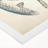 Vintage Animal Art: Spotted Shark Illustration Art Prints