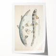 Vintage Animal Art: Spotted Shark Illustration Art Prints