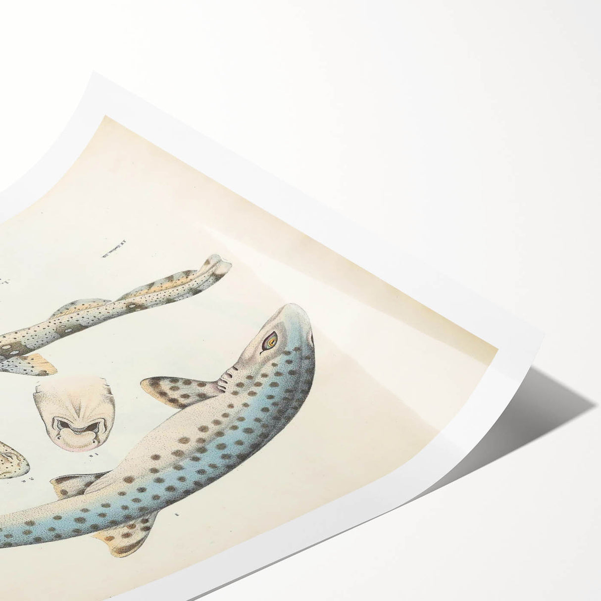 Vintage Animal Art: Spotted Shark Illustration Art Prints