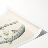 Vintage Animal Art: Spotted Shark Illustration Art Prints