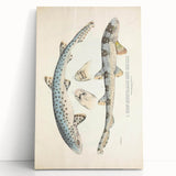 Vintage Animal Art: Spotted Shark Illustration Art Prints