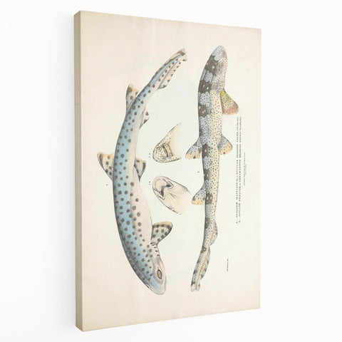 Vintage Animal Art: Spotted Shark Illustration Art Prints