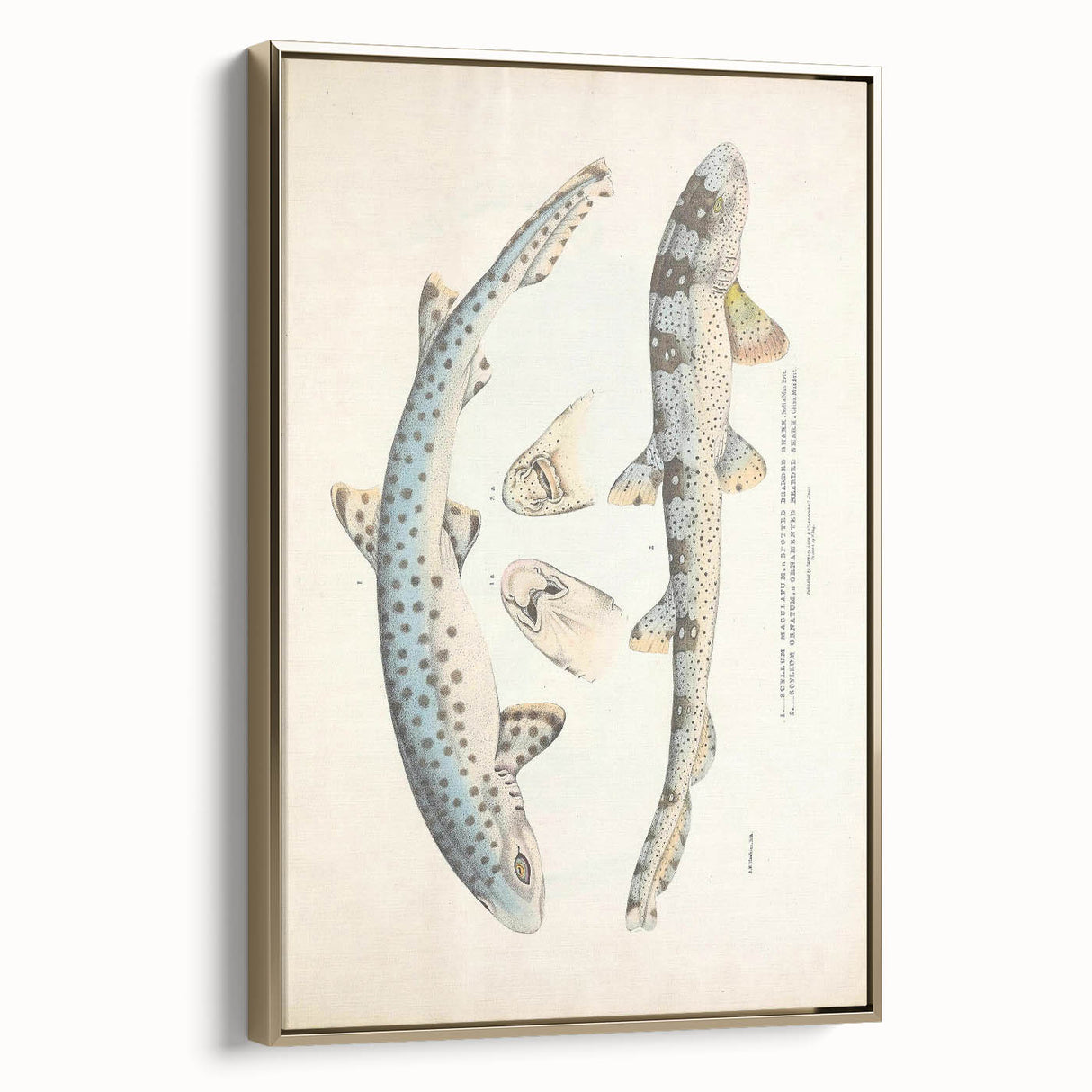 Vintage Animal Art: Spotted Shark Illustration Art Prints