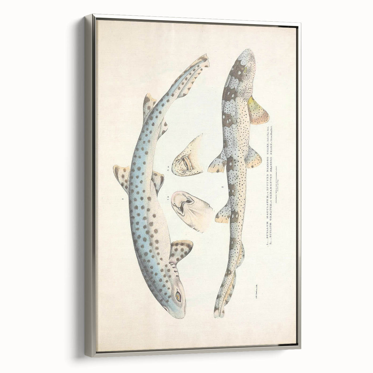 Vintage Animal Art: Spotted Shark Illustration Art Prints