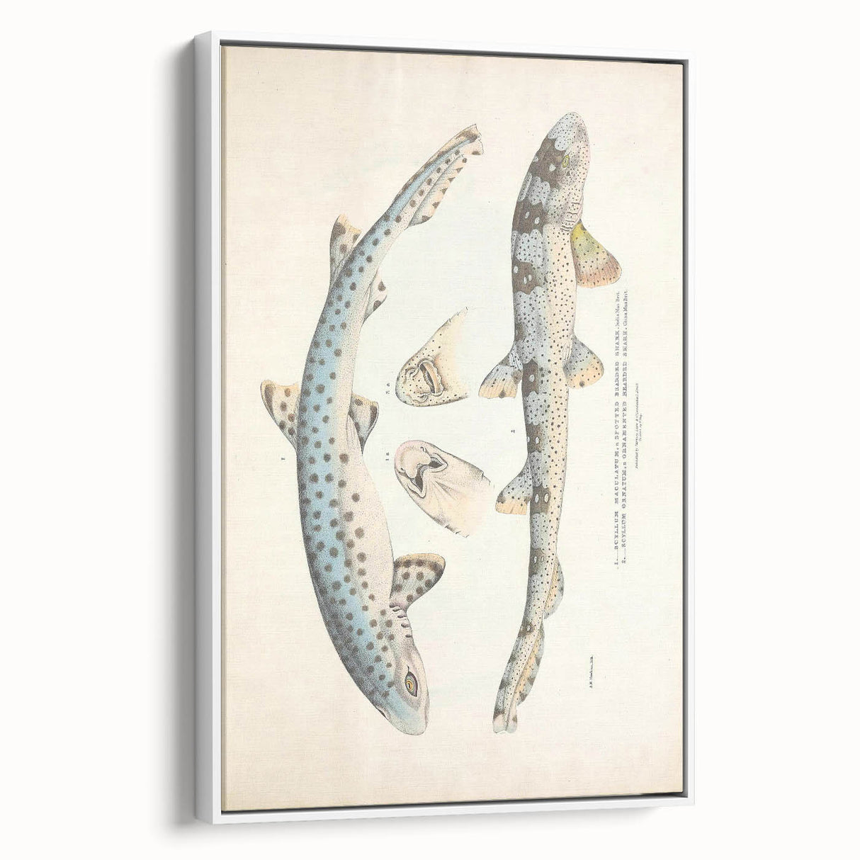 Vintage Animal Art: Spotted Shark Illustration Art Prints
