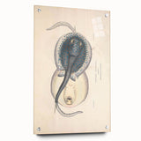 Vintage Animal Art: Oblong Stingray Illustration Art Prints