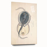 Vintage Animal Art: Oblong Stingray Illustration Art Prints