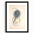 Vintage Animal Art: Oblong Stingray Illustration Art Prints