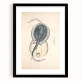 Vintage Animal Art: Oblong Stingray Illustration Art Prints