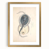 Vintage Animal Art: Oblong Stingray Illustration Art Prints