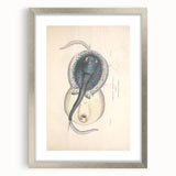 Vintage Animal Art: Oblong Stingray Illustration Art Prints