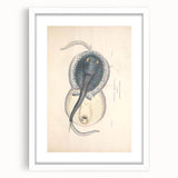 Vintage Animal Art: Oblong Stingray Illustration Art Prints