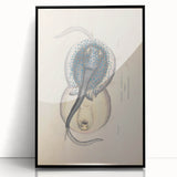 Vintage Animal Art: Oblong Stingray Illustration Art Prints
