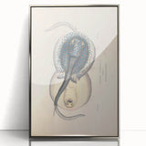 Vintage Animal Art: Oblong Stingray Illustration Art Prints